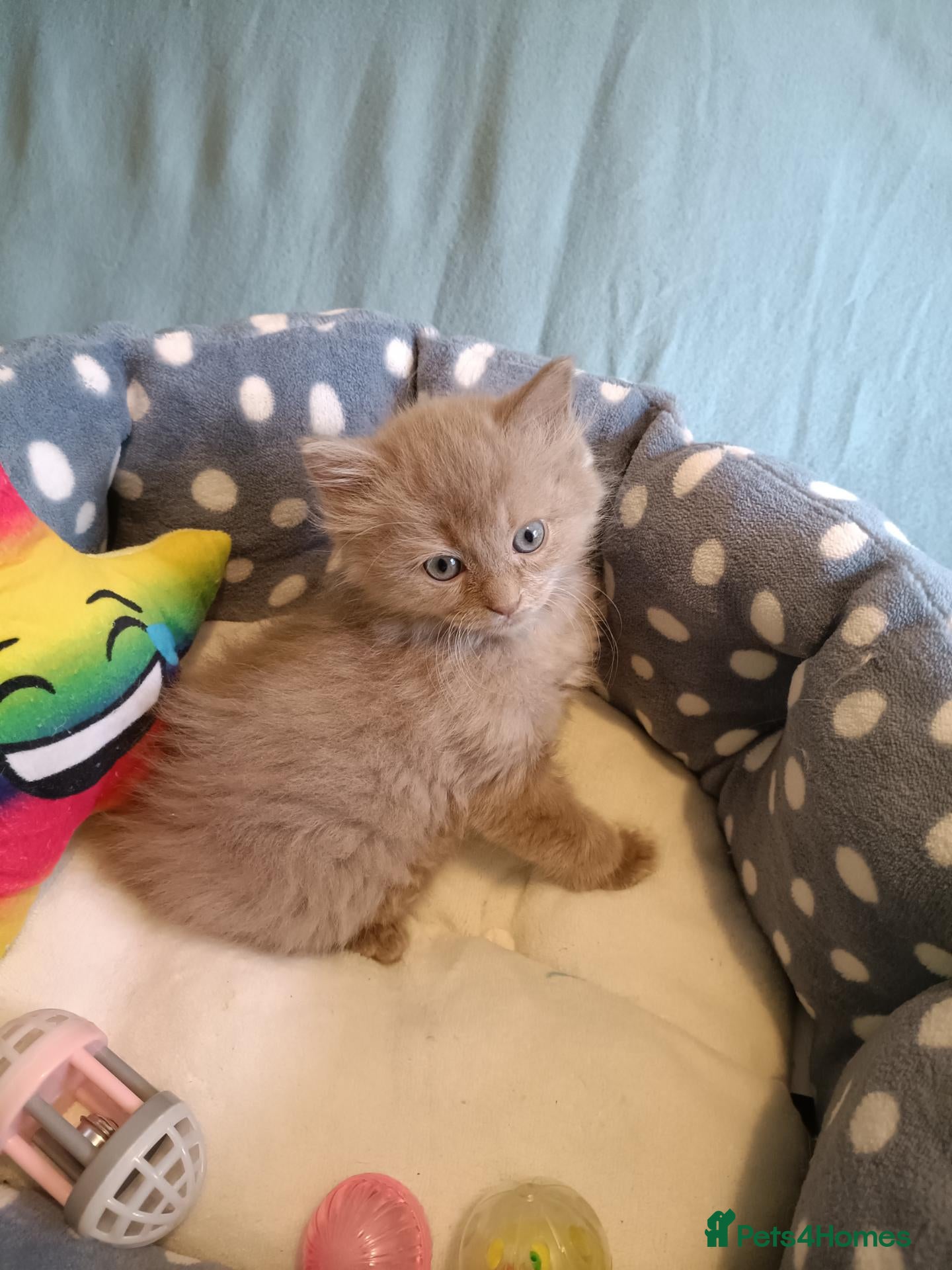 Ragdoll cats for sale: Rare beautiful Solid Fawn girl  - Advert 1
