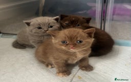 British Shorthair cats for sale: GCCF Active Lilac British Shorthair - Image 7