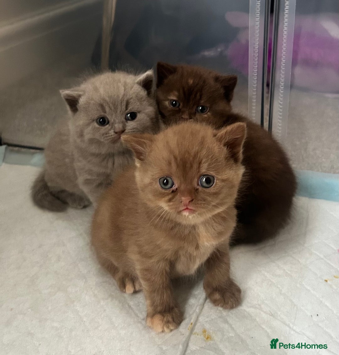 British Shorthair cats for sale: GCCF Active Lilac British Shorthair - Image 7
