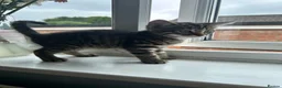 Mixed Breed cats for sale: Ready to leave kittens - Advert 2