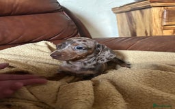 Miniature Dachshund dogs for sale: Miniature dachshund puppies  - Image 1
