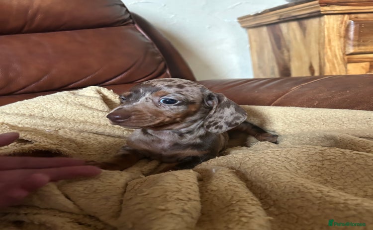 Miniature Dachshund dogs - Advert 4