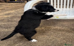 Border Collie dogs for sale: Beautiful Border Collie Puppies - Image 6