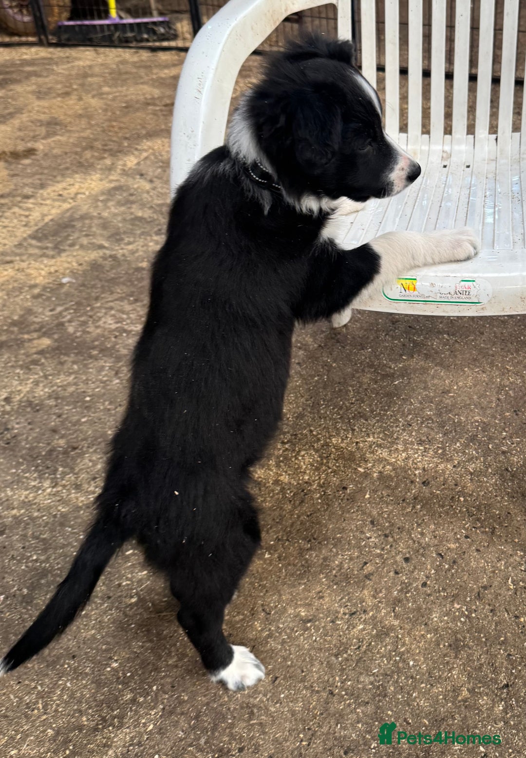 Border Collie dogs for sale: Beautiful Border Collie Puppies - Image 6