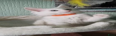Orange collar girl