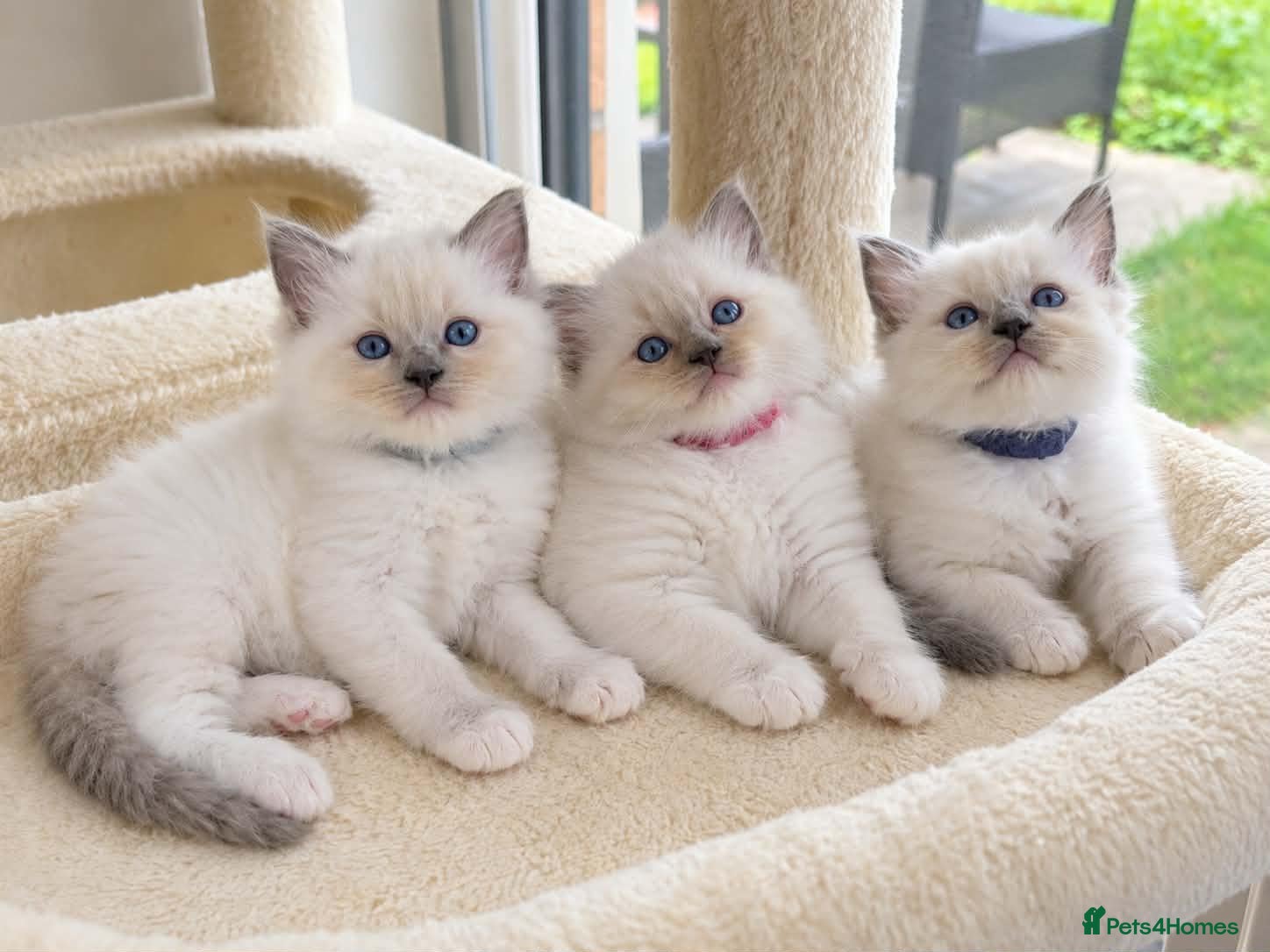 Ragdoll cats Ragdoll Kittens - Advert 12