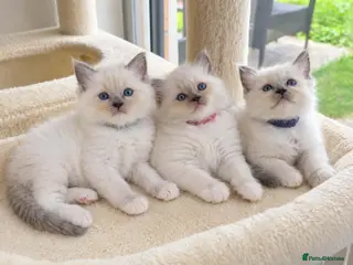 Ragdoll cats Ragdoll Kittens - Advert 12