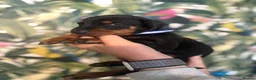 Dobermann dogs for sale: INTERNATIONAL CHAMPION EUROPEAN DOBERMANNS  - Advert 25