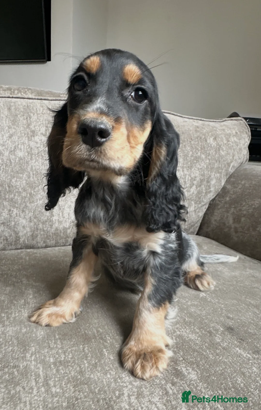 Cocker Spaniel dogs for sale: Spaniel boys needing homes - Advert 21