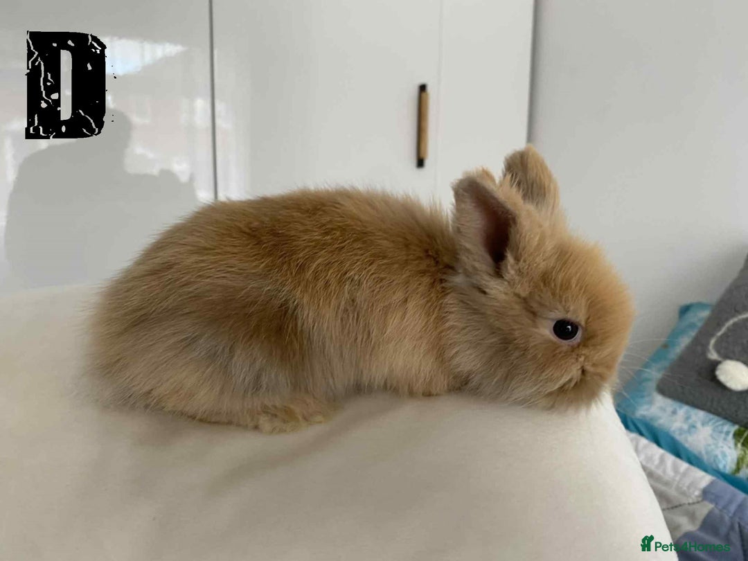 Lionhead rabbits for sale: Pure Breed Fluffy Double Mained Lionhead Kits - Image 11