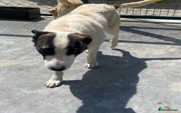 Mixed Breed dogs for adoption: Piper, 1.5 yrs approx. Available for adoption. - Image 2