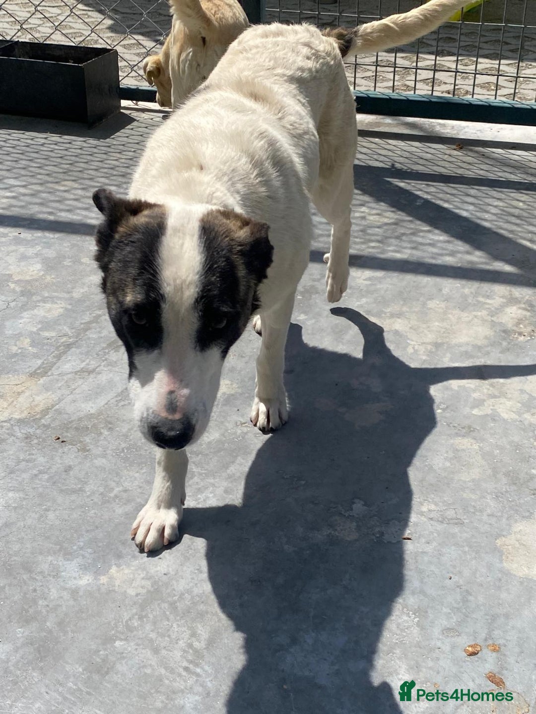 Mixed Breed dogs for adoption: Piper, 1.5 yrs approx. Available for adoption. - Image 2