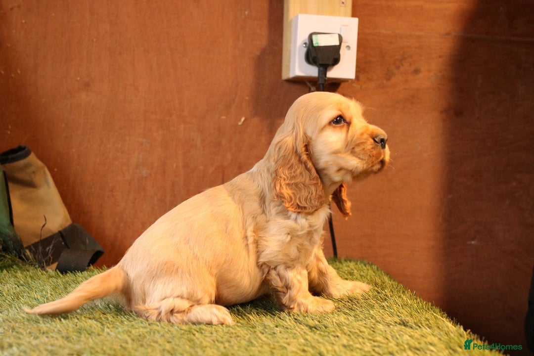 Cocker Spaniel dogs for sale: Stunning litter of show type cocker spaniels - Advert 4