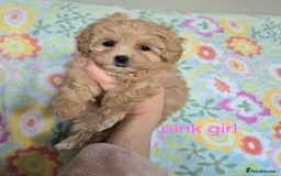 Maltipoo dogs for sale: F1 Maltipoo puppies 🐶 Just 2 girls remaining  - Advert 14