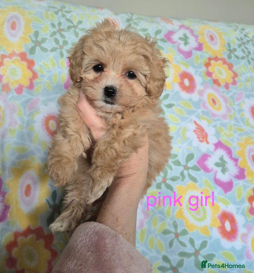 Maltipoo dogs for sale: F1 Maltipoo puppies 🐶 Just 2 girls remaining  - Advert 14