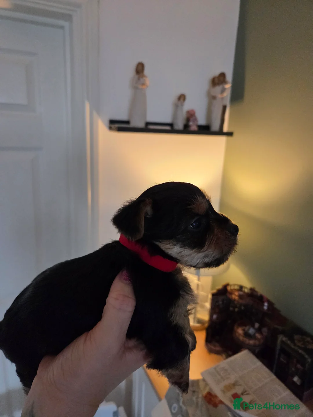 Yorkshire Terrier dogs for sale: Beautiful miniature Yorkshire terrier puppies - Advert 11