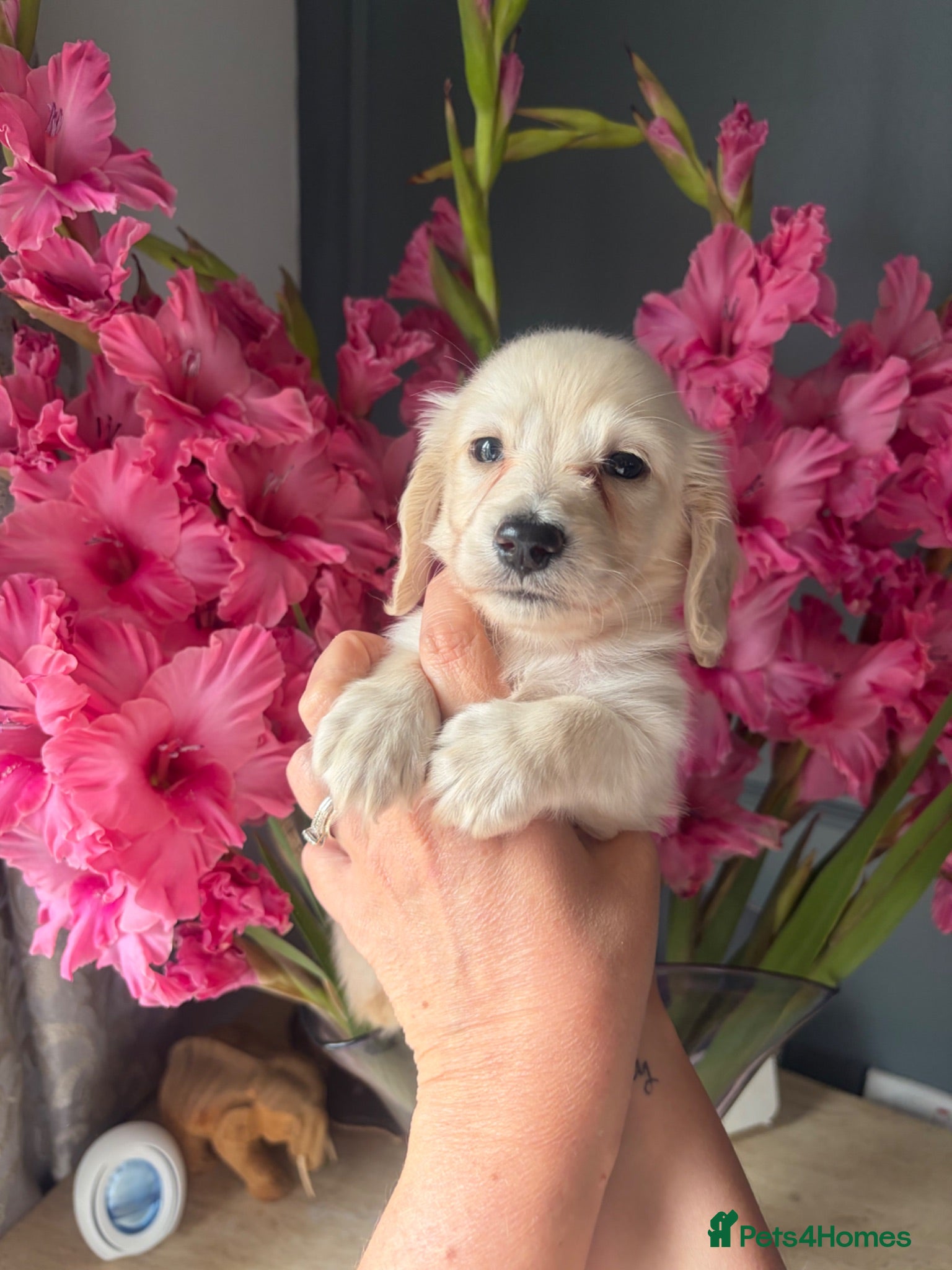 Miniature Dachshund dogs Longhaired Cream miniature dachshunds - Advert 5