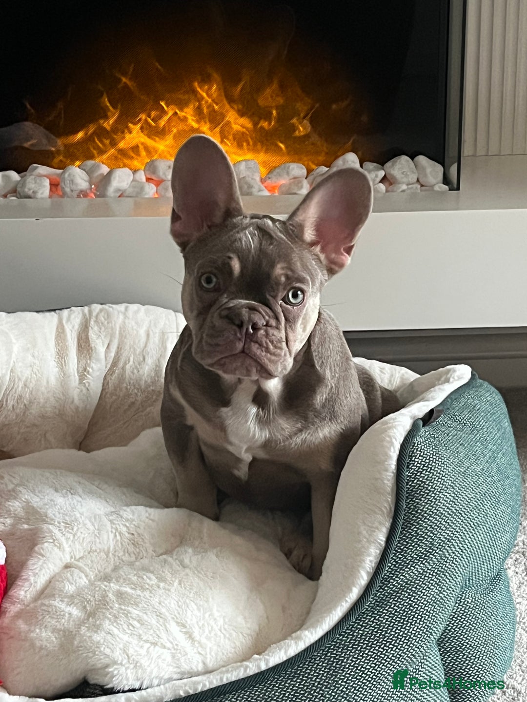 French Bulldog dogs for sale: French bulldog  - Image 1