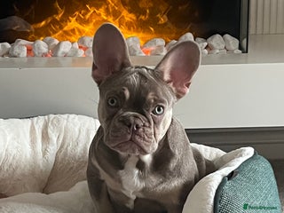 French Bulldog dogs for sale - Advert 1