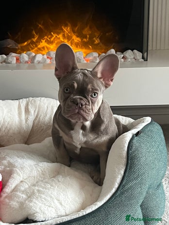 French Bulldog dogs - Advert 1