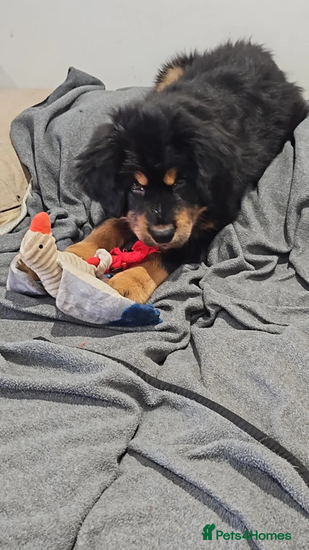 Tibetan Mastiff dogs for sale: Tibetan mastiff pupps - Advert 4