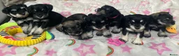 Miniature Schnauzer dogs for sale: Beautiful KC registered Miniature Schnauzers in Peterborough - Advert 1
