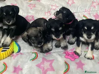 Miniature Schnauzer dogs Beautiful KC registered Miniature Schnauzers - Advert 14