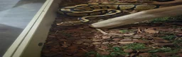 Python Snake reptiles for sale: Ball Python for rehoming - Advert 5