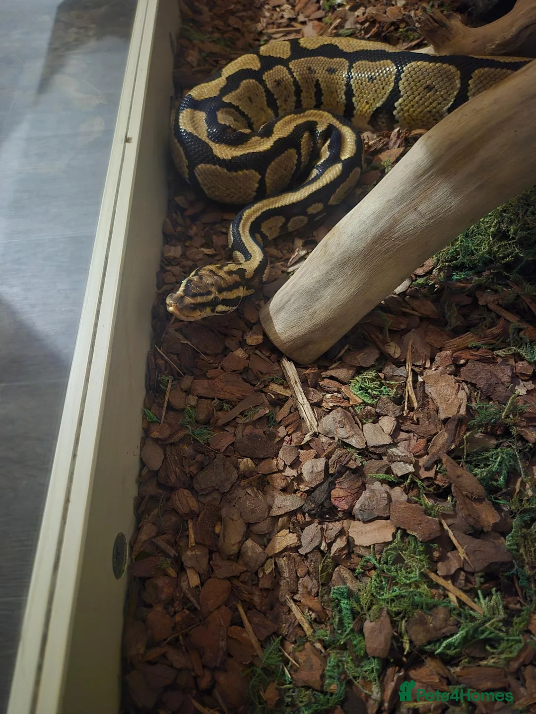 Python Snake reptiles for sale: Ball Python for rehoming - Advert 5