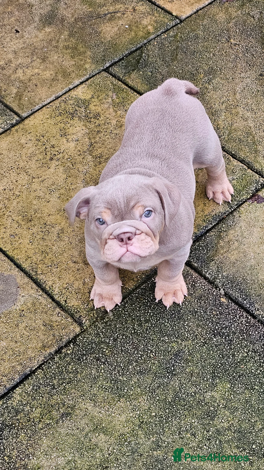 English Bulldog dogs for sale: English Bulldog - Advert 7