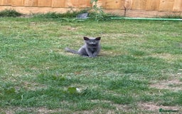 Russian Blue cats for sale: 16 week old female Russian blue  - Image 7