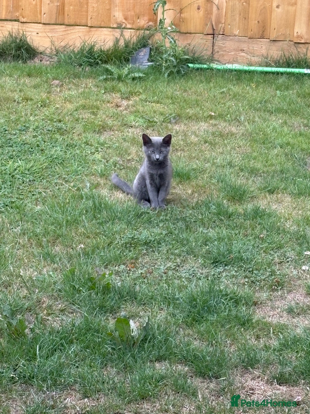 Russian Blue cats for sale: 16 week old female Russian blue  - Image 7