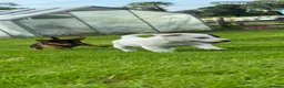 Jack Russell dogs for sale: jackrussell in Aberystwyth - Advert 10