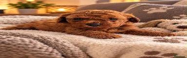 Poochon 4