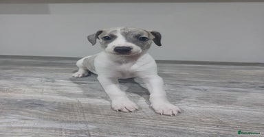 Whippet dogs - Advert 10