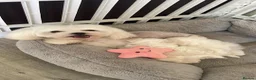 Maltese dogs for sale: Last Beautiful KC Registered Maltese Girl - Advert 15