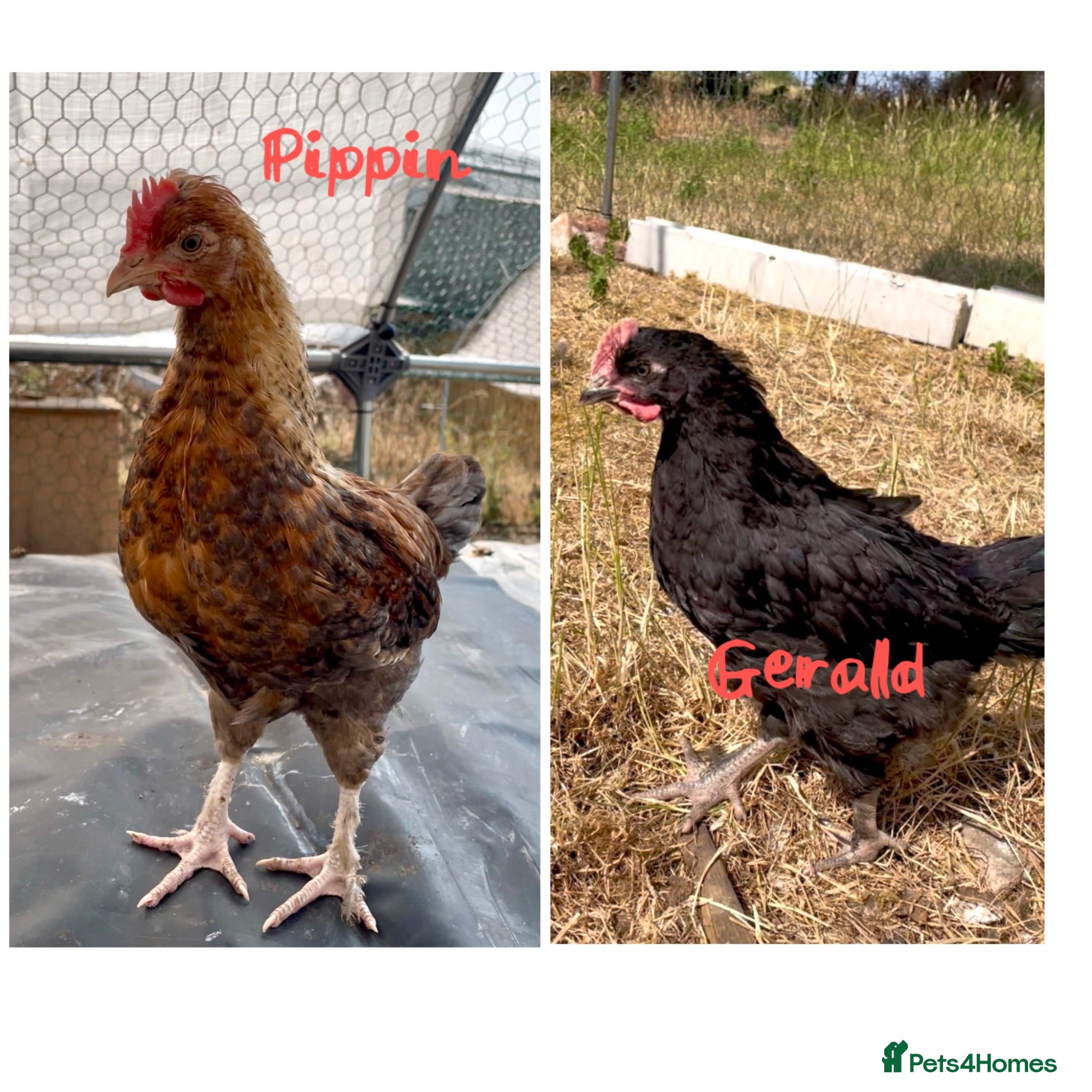 Chickens poultry Ravishing Roosters free to good homes  - Advert 2