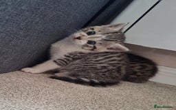 Mixed Breed cats for sale: Three Fluffy Tigers  - Image 15