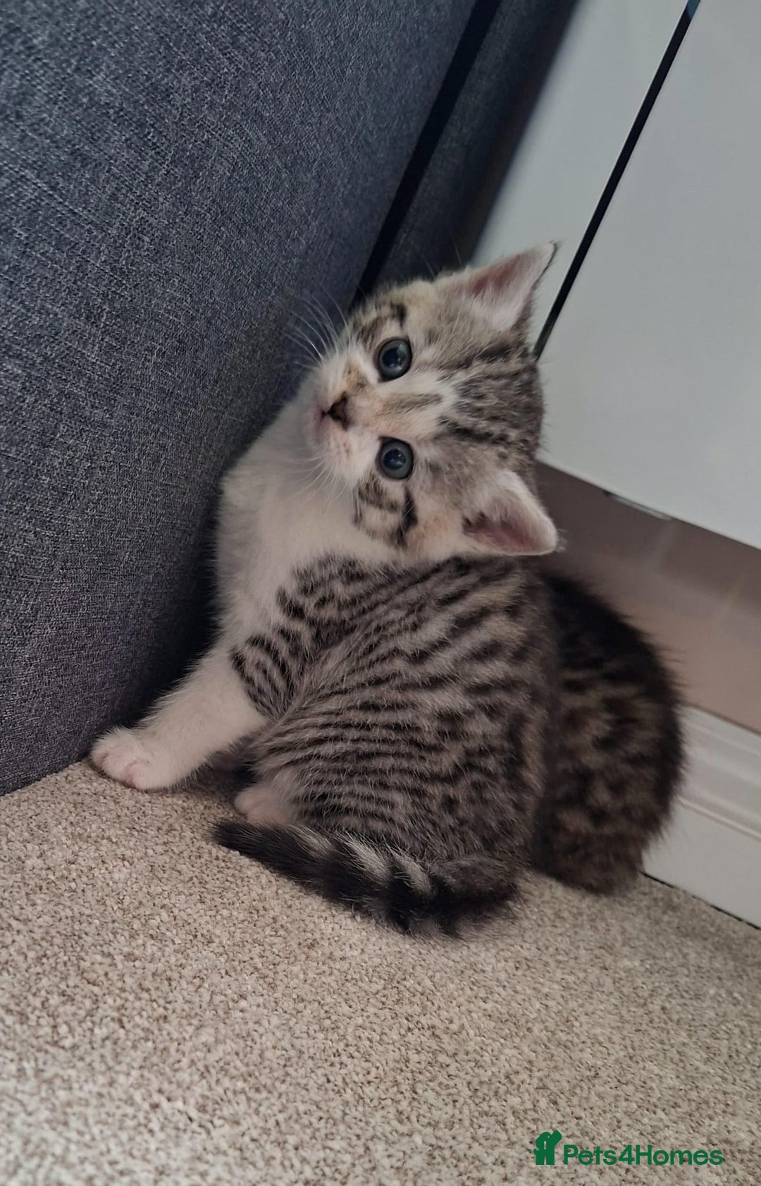Mixed Breed cats for sale: Three Fluffy Tigers  - Image 15