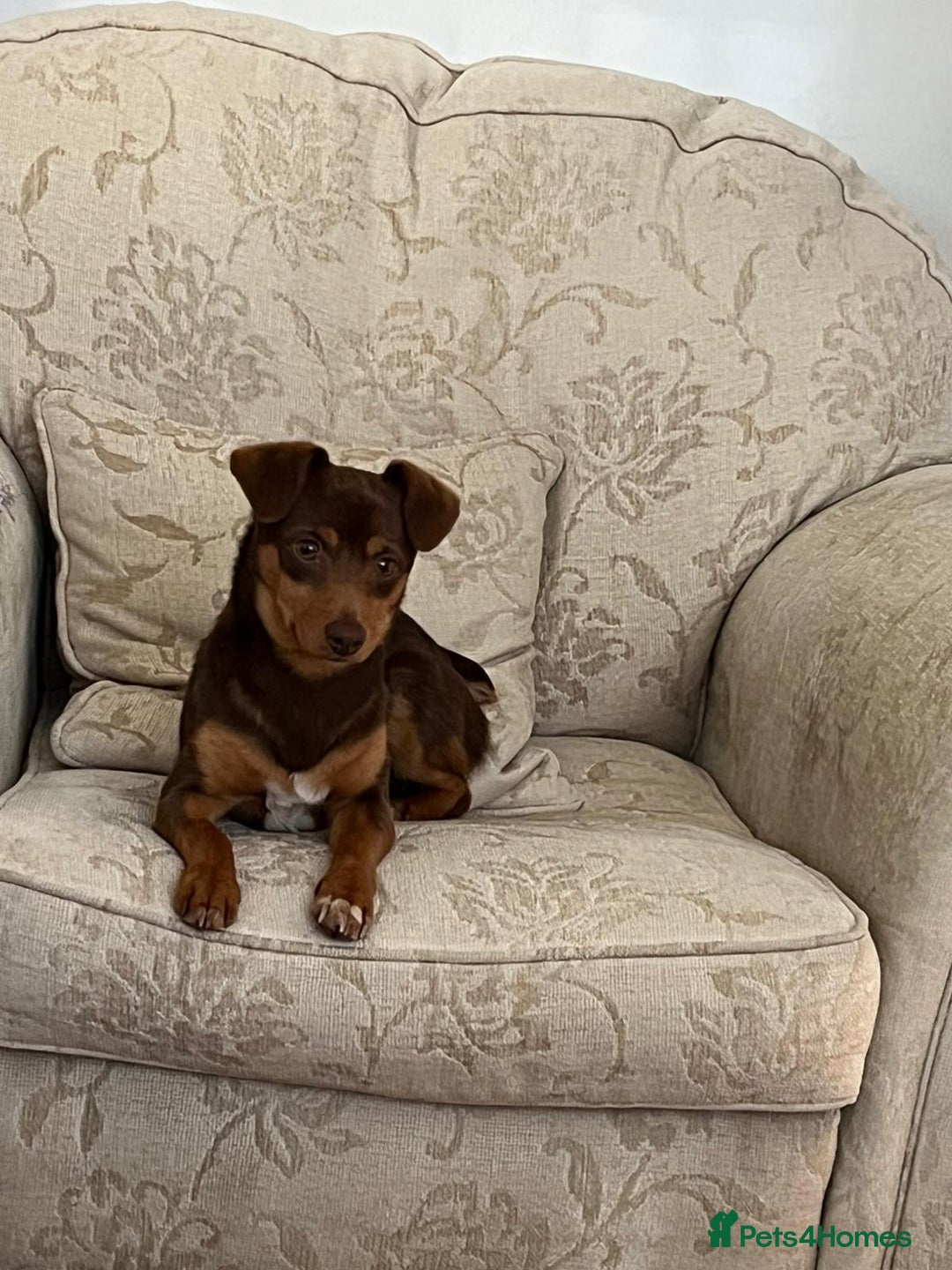 Jack Russell dogs for sale: Jack Russell (Rocky) - Advert 1