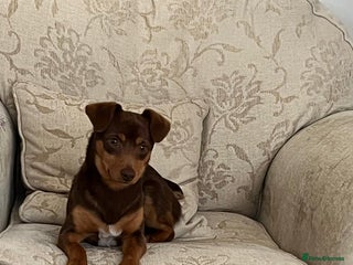 Jack Russell dogs Jack Russell (Rocky) - Advert 1