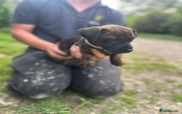 Jack Russell dogs for sale: Blue & Black Brindle Jack Russells - Image 12