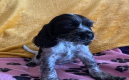 Cocker Spaniel dogs for sale: Show type blue roan cocker spaniel puppies  - Image 2