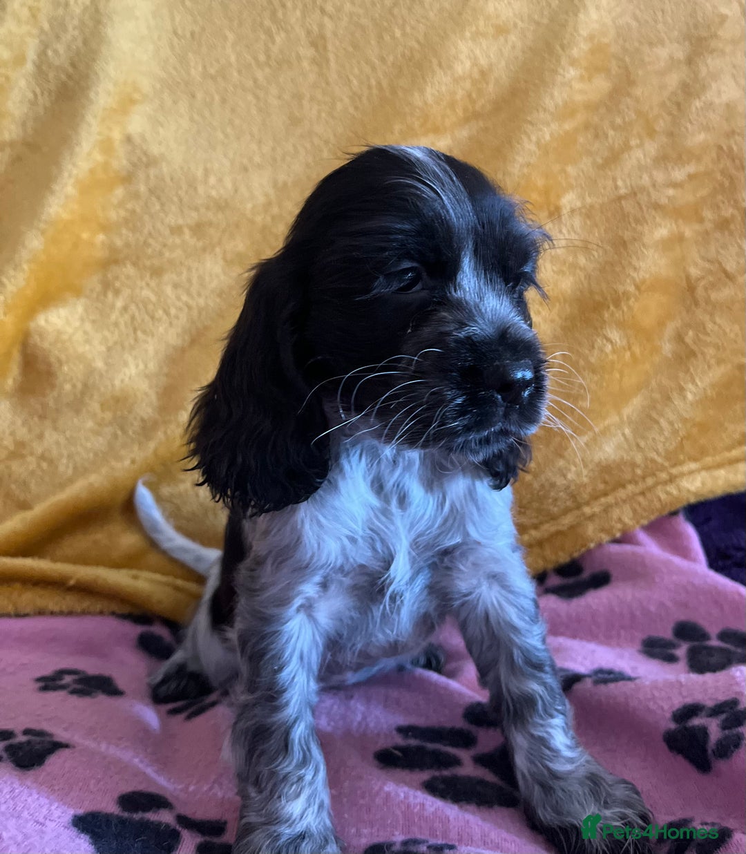 Cocker Spaniel dogs for sale: Show type blue roan cocker spaniel puppies  - Image 2