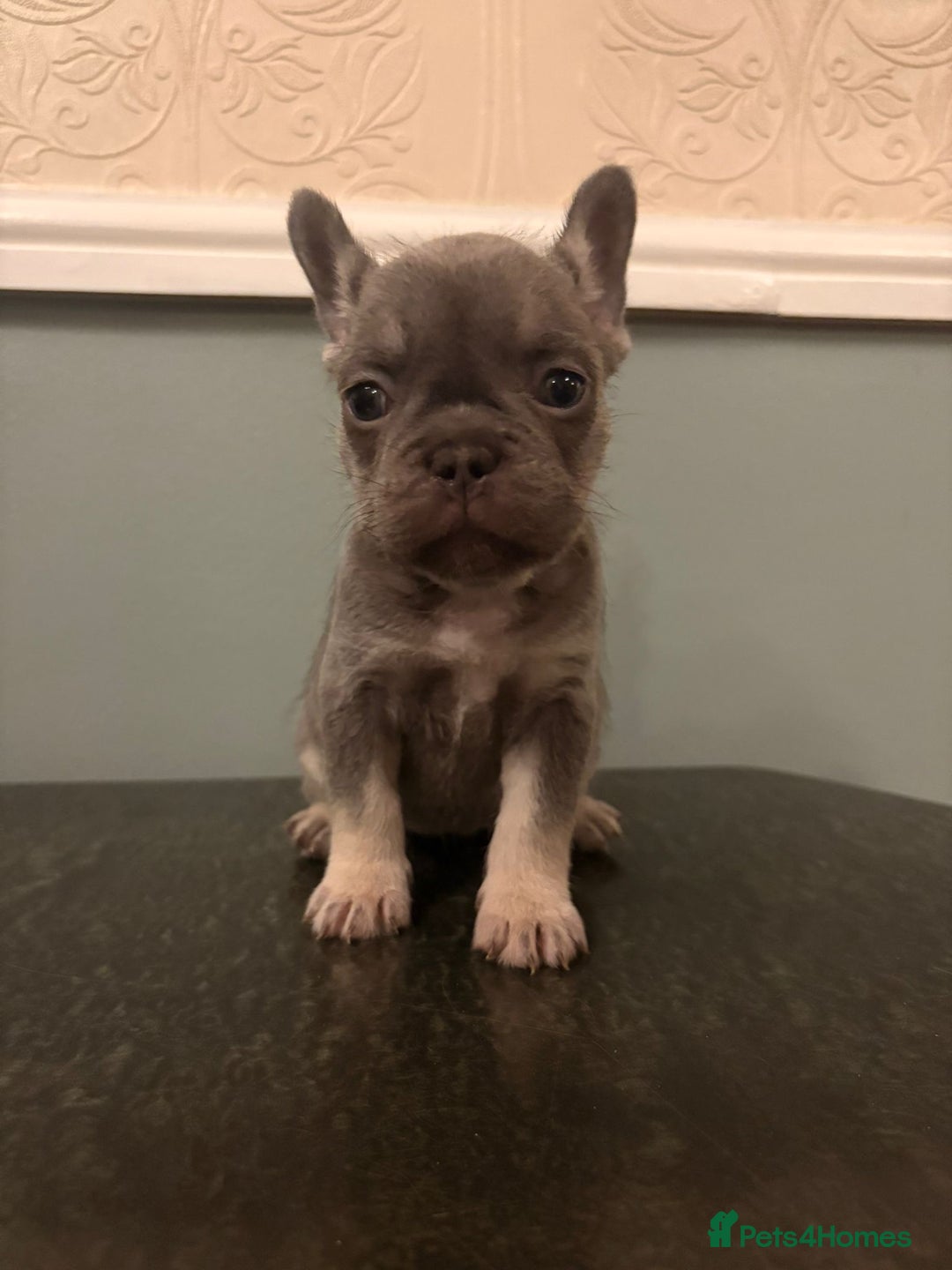 French Bulldog dogs for sale: Stunning French bulldog puppies  - Advert 4