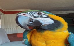 Macaws birds for sale: Very tame 7yr old female blue & gold macaw - Image 3