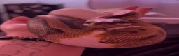 Python Snake reptiles for sale: Enchi Pied royal python  - Advert 4
