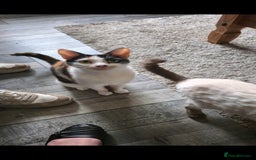 Mixed Breed cats for sale: Arya and kitten  - Advert 5