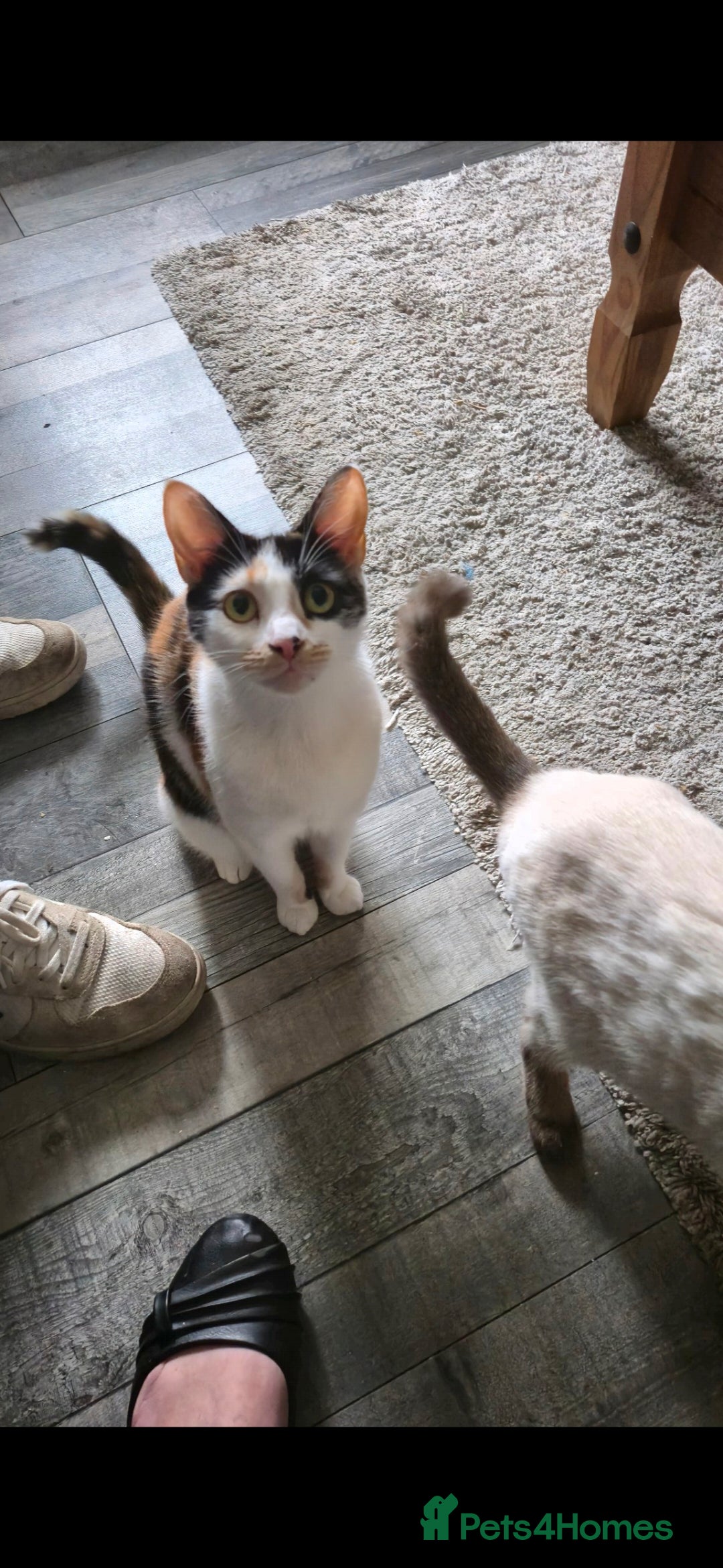 Mixed Breed cats for sale: Arya and kitten  - Advert 5