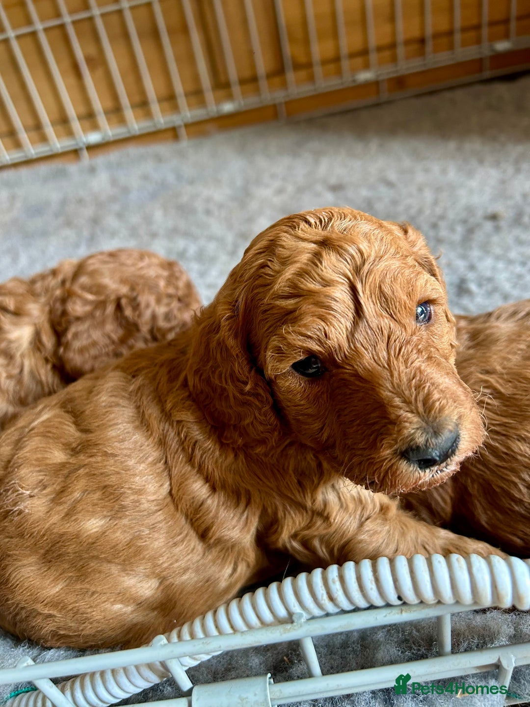 Cockapoo dogs for sale: Beautiful fox red cockapoo pups  - Image 4